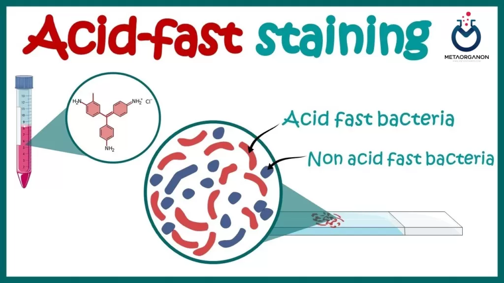 آزمایش باسیل اسید فست (AFB) | اسمیر و کشت مایکوباکتریوم | Acid Fast Bacillus (AFB)