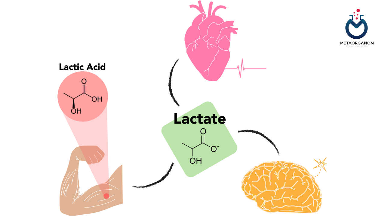 آزمایش لاکتات (Lactate) | اسید لاکتیک | Lactic acid