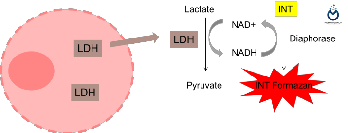 روش Colorimetric Method را برای آزمایش لاکتات دهیدروژناز LDH توسط اتوآنالیزرها