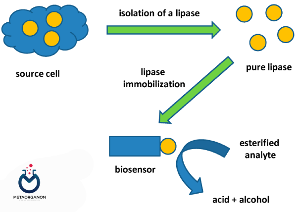 روش Enzymatic Methods برای انجام آزمایش لیپاز Lipase