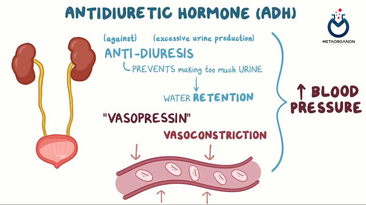 آزمایش هورمون آنتی دیورتیک (ADH) | Antidiuretic Hormone | وازوپرسین (Vasopressin) | آرژنین وازوپرسین (AVP)