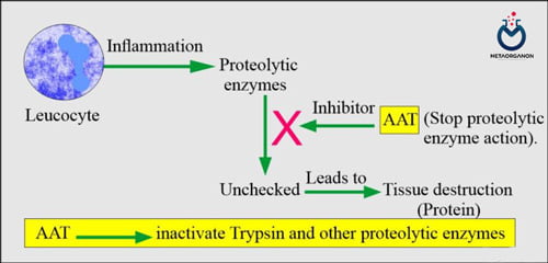 کمبود آلفا-1-آنتی تریپسین: AAT آنزیم پروتئولیتیک آزاد شده توسط نوتروفیل ها را بررسی می کند.