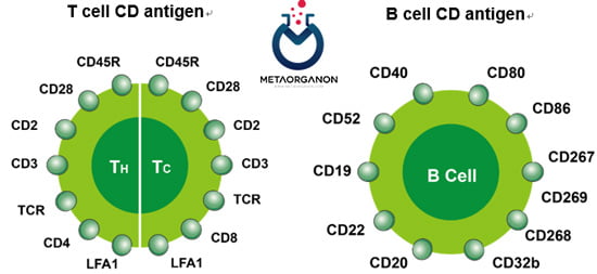 CD سطح سلول های B و T