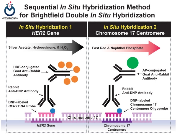 Dual in situ hybridization (DISH) for HER2 detection