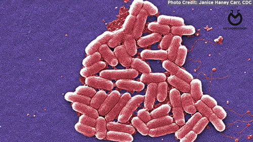 Escherichia-coli-0157