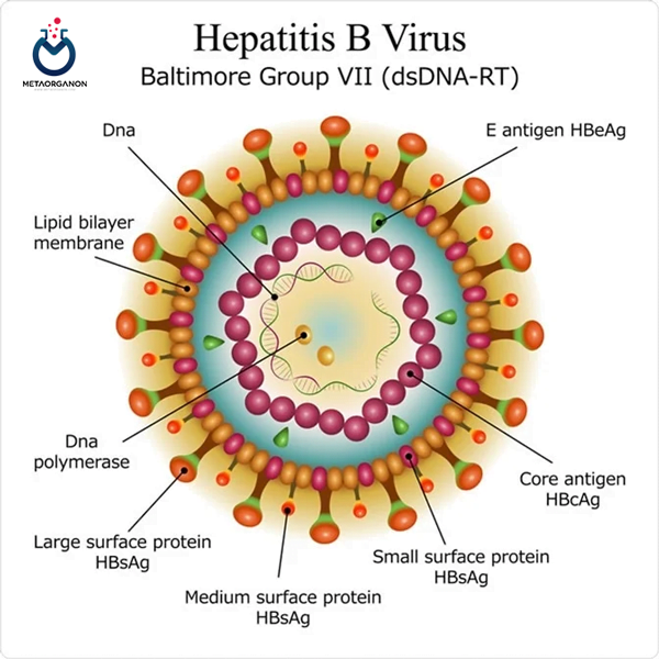 Hepatitis B Structure