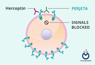 Herceptin و نقش آن در مهار HER 2