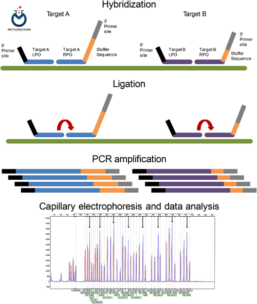 Multiplex ligation-dependent probe amplification (MLPA)