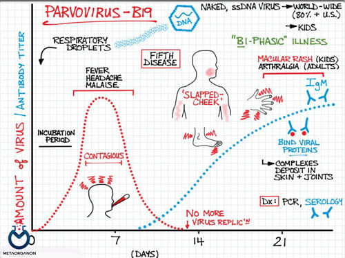 Parvo B19 Symptoms Summary