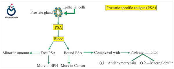 Prostatic specific agent and its significance