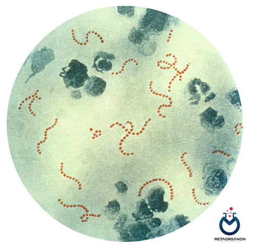 Streptococcus-pyogenes