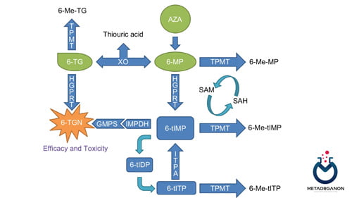 آزمایش تیوپورین متیل ترانسفراز (TPMT) | ژنوتیپ TPMT | فنوتیپ TPMT