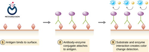 enzyme immunoassay (EIA)