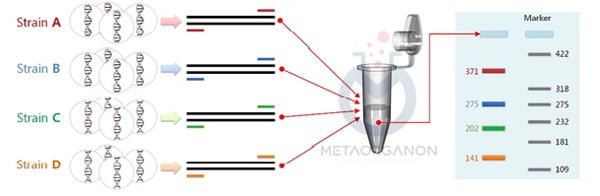 واکنش زنجیره ای پلیمراز چندگانه (Multiplex PCR)
