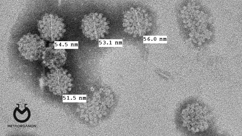 آزمایش BK و JC ویروس | (JC) BK virus | JC virus | John Cunningham | پولیوما ویروس