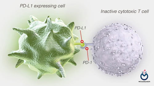 آزمایش PD-L1 | لیگاند مرگ برنامه ریزی شده سلولی 1 | Programmed Cell Death -Ligand 1
