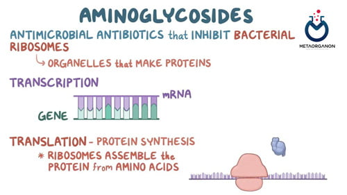 آزمایش آنتی بیوتیک های آمینوگلیکوزیدی