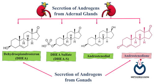آزمایش آندروستندیون | Androstenedione