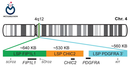 آزمایش بازآرایی ژن FIP1L1-PDGFRA | سندرم هیپرائوزینوفیلیک (HES) | FIP1-like-1/ فاکتور رشد مشتق از پلاکت آلفا