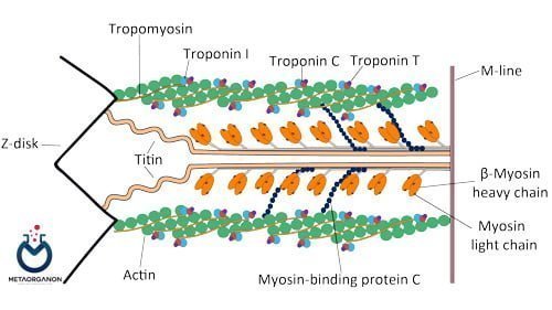 آزمایش تروپونین | Troponin I | TnI | TnT | hs-troponin