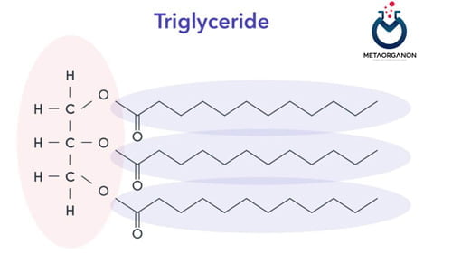 آزمایش تری گلیسیرید (TG) | Triglycerides | آزمایش چربی