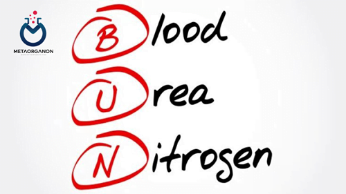 آزمایش نیتروژن اوره خون (BUN) | Blood Urea Nitrogen