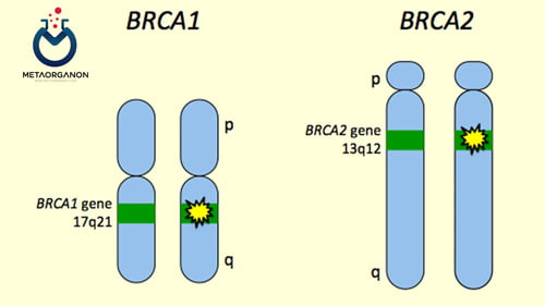 آزمایش های BRCA1 و BRCA2 | ژن سرطان سینه 1 و ژن سرطان سینه 2 | Breast Cancer Gene 1 and Breast Cancer Gene 2