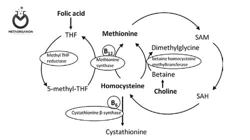 آزمایش هوموسیستئین | Homocysteine | Hcy