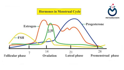 آزمایش هورمون لوتئینیزه کننده (LH) | لوتروپین | هورمون محرک سلول های بینابینی | ICSH