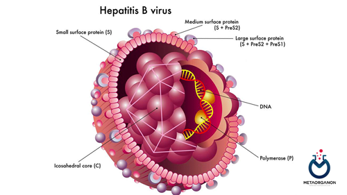 آزمایش (هپاتیت B) | HBsAg | HBsAb | HBeAg | Anti-HBc | HBV DNA