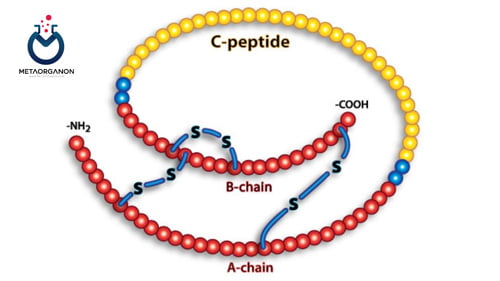 آزمایش پپتید C | انسولین پپتید C | پپتید اتصال انسولین | C-peptide