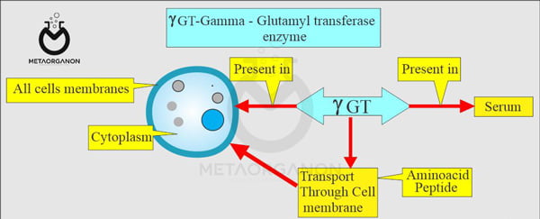 گاما-گلوتامیل-ترانسفراز(GGT)