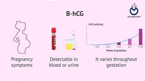 آزمایش گنادوتروپین جفتی انسانی (hCG) | β-HCG | Human Chorionic Gonadotropin | beta-HCG | آزمایش بارداری
