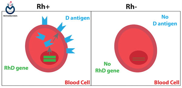 آنتی ژن Rh در سطح گلبول های قرمز