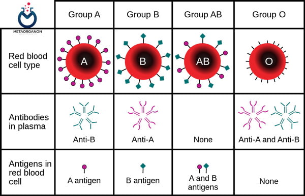 آنتی ژن های سطحی گلبول قرمز