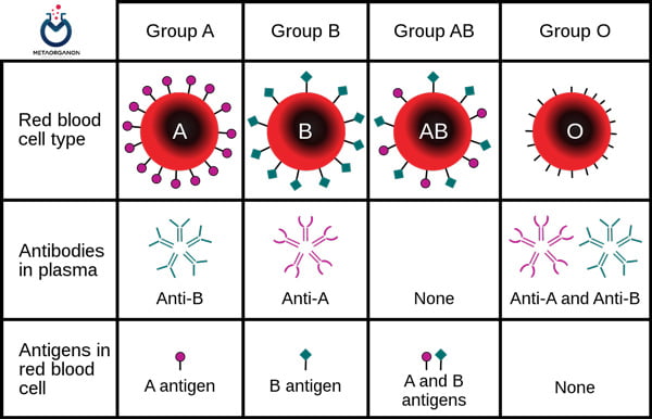 آنتی ژنها و آنتی بادی های گروه خون ABO