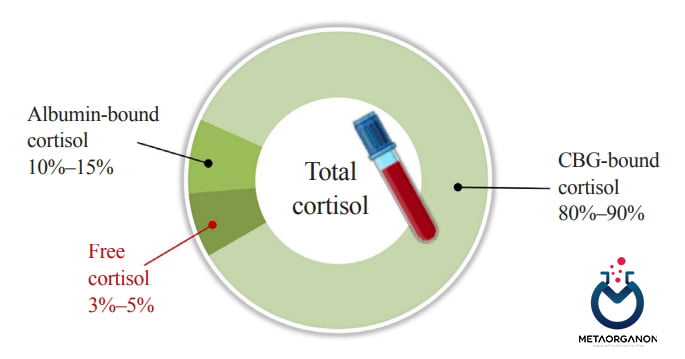اتصال کورتیزول به گلوبولین متصل شونده به کورتیکواستروئید (CBG) و آلبومین