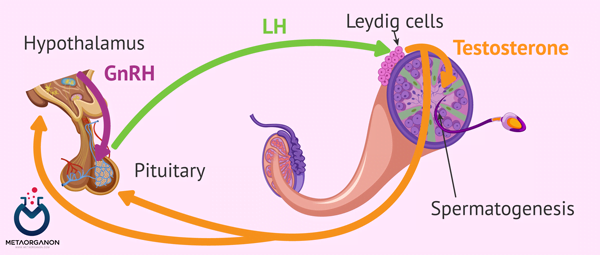اثر هورمون لوتئینیزه کننده (LH) در مردان