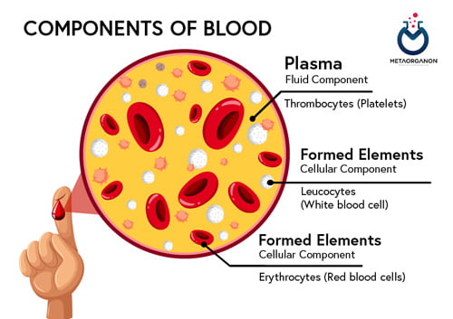 اجزای تشکیل دهنده خون