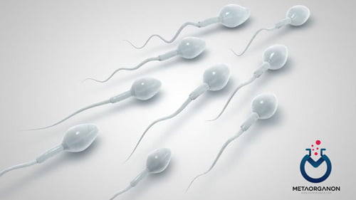 آگلوتیناسیون اسپرم و اگریگاسیون اسپرم | Sperm agglutination and sperm aggregation
