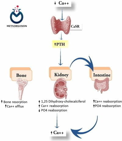 عملکرد هورمون پاراتیروئید (PTH)