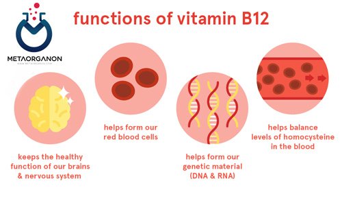 اعمال-ویتامین-B12