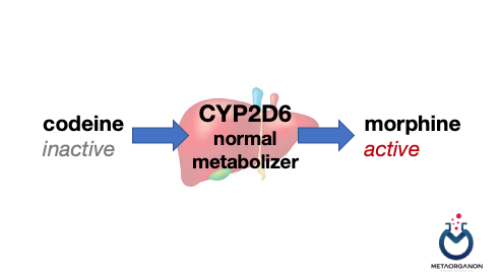 الگوریتم تشخیصی ژن CYP2D6 | سیتوکروم P450