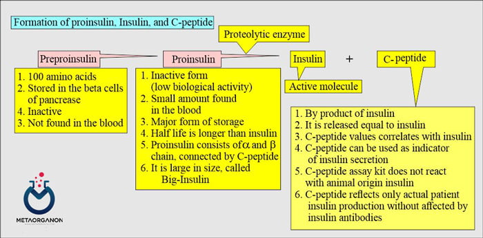 انسولین - پروانسولین - پپتید C