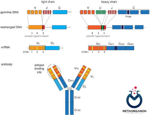 بازآرایی ژن ایمونوگلوبولین سلول B