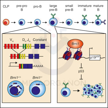 بازآرایی ژن ایمونوگلوبولین سلول های B