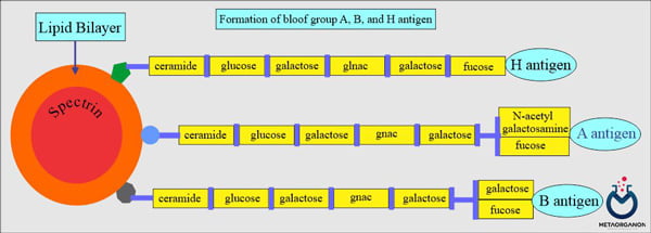 تشکیل آنتی ژن های گروه خونی A، B و H