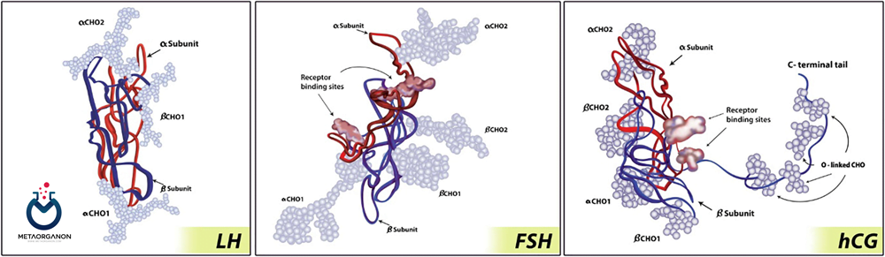 تفاوت ساختار FSH، LH و HCG