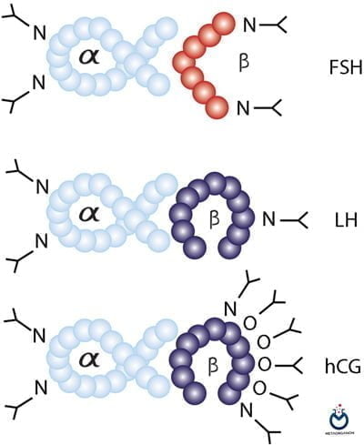 تفاوت ساختاری HCG با سایر هورمون های گلیکوپروتئینی