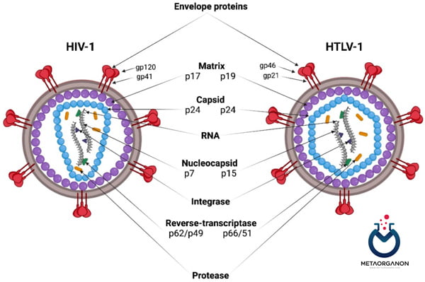 تفاوت ساختاری HTLV و HIV